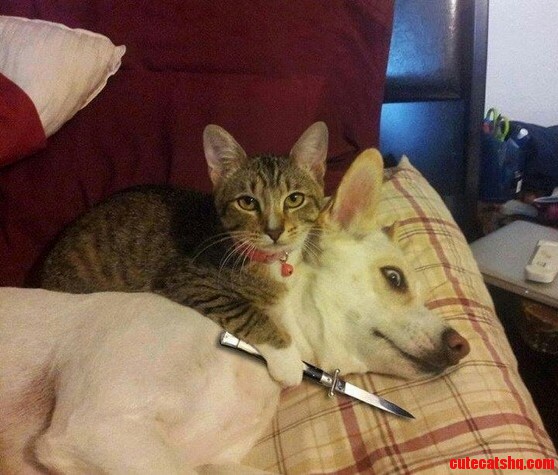 Or the Dog Gets It