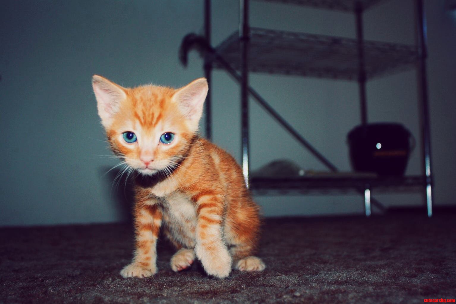 Orange Female Kitten Anyone This Is Honey She Is 6 Weeks Old and As Feisty As She Looks.