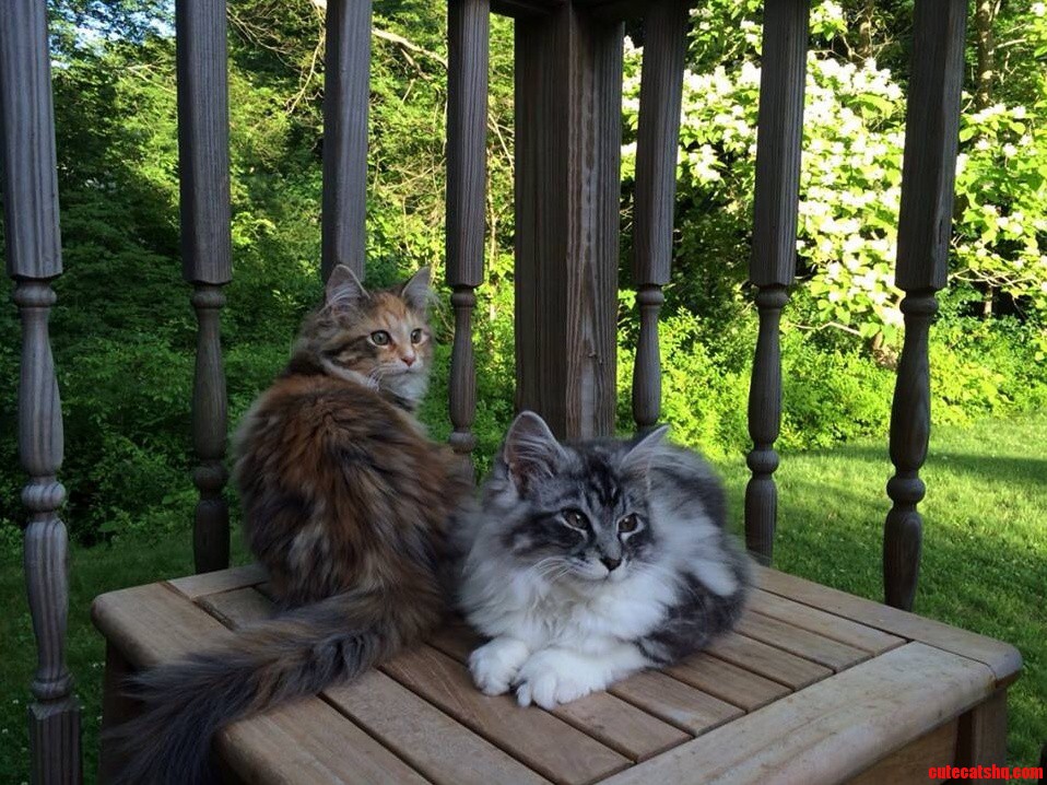 Our 4 Month Old Maine Coons Chillin on the Back Deck.