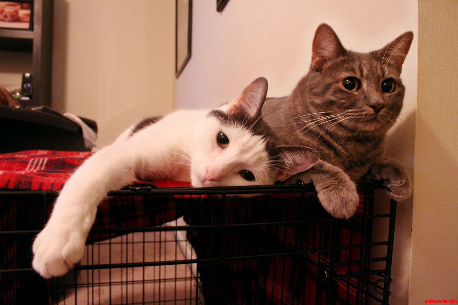 Our Babies Like to Make Use of the Dog Crate Too.
