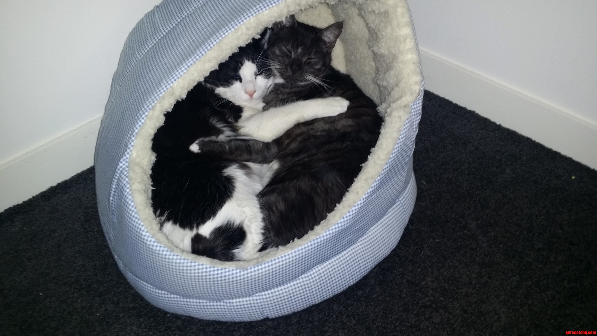 Our Boys Grew Out of Their Bed a Long Time Ago.