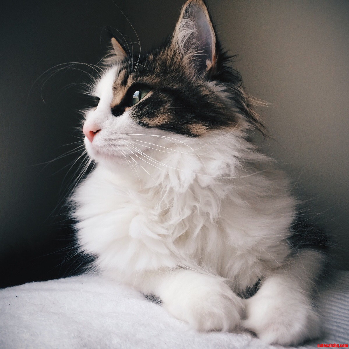 Our Cat Is Photogenic.