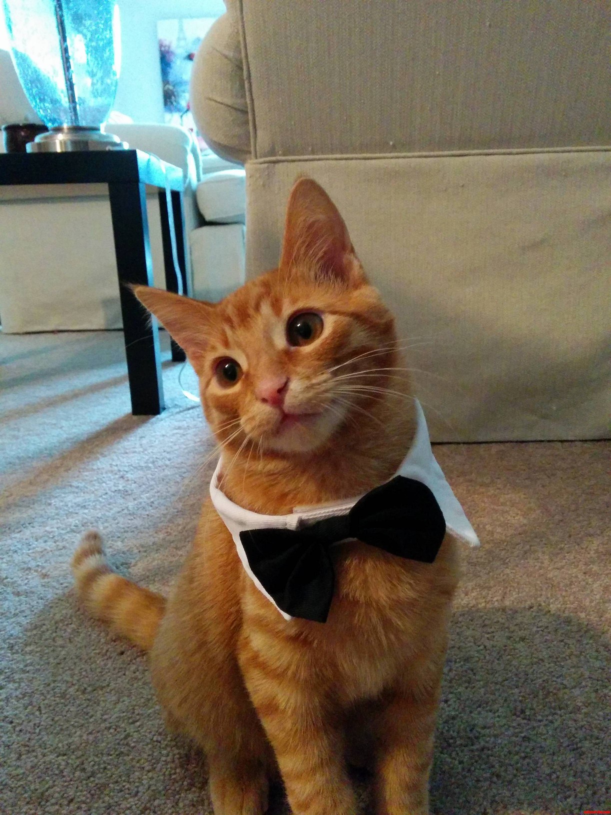 Our Cat Leo... He Is Damn Sexy