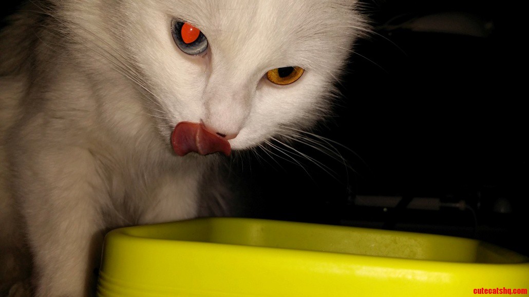Our Cat Lucy Eating.