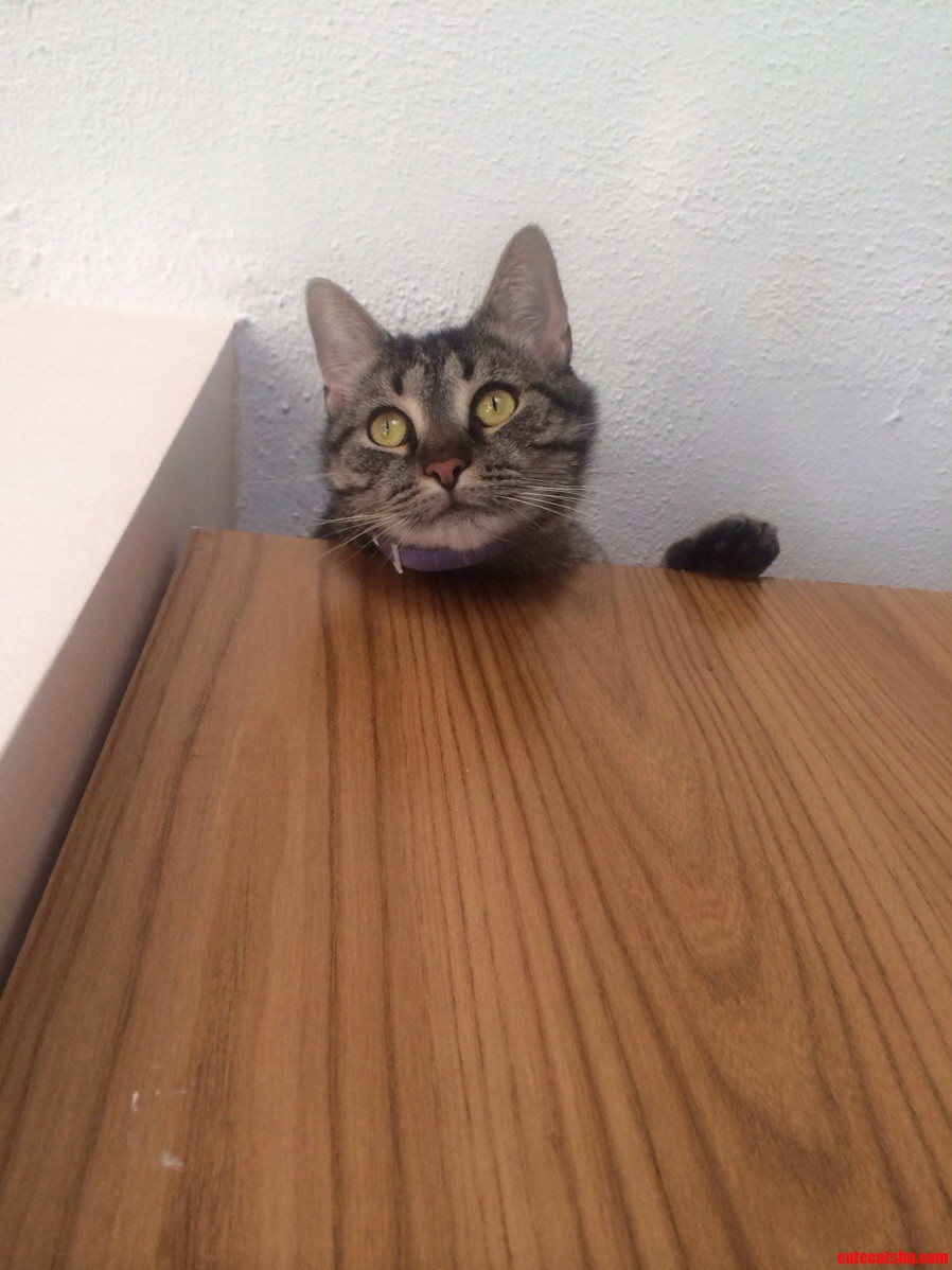 Our New Cat Has Found Her Perch the Highest Point in the Kitchen Where She Can Watch the Dogs Every Move.