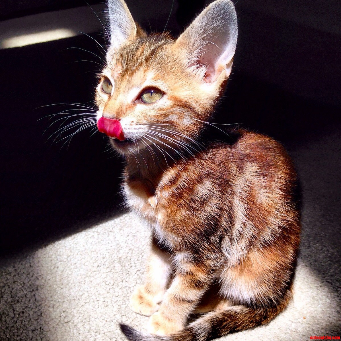 Our New Kitten Leeloo