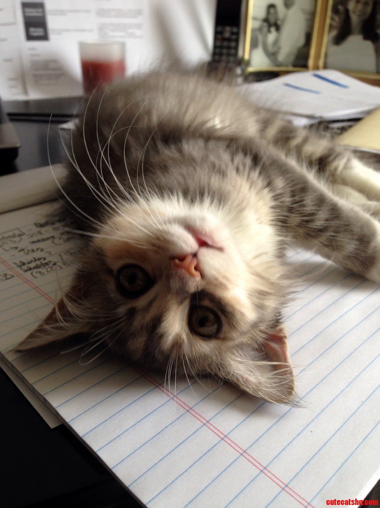 Our New Little Fuzz Bucket