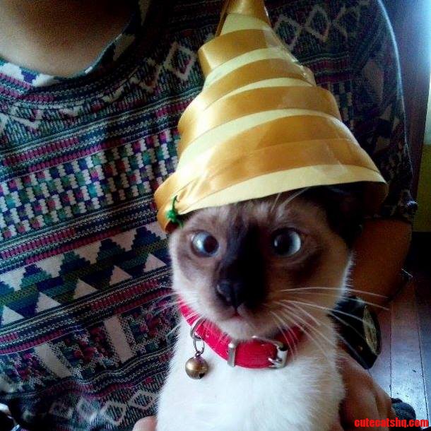 Our Party Cat K Li