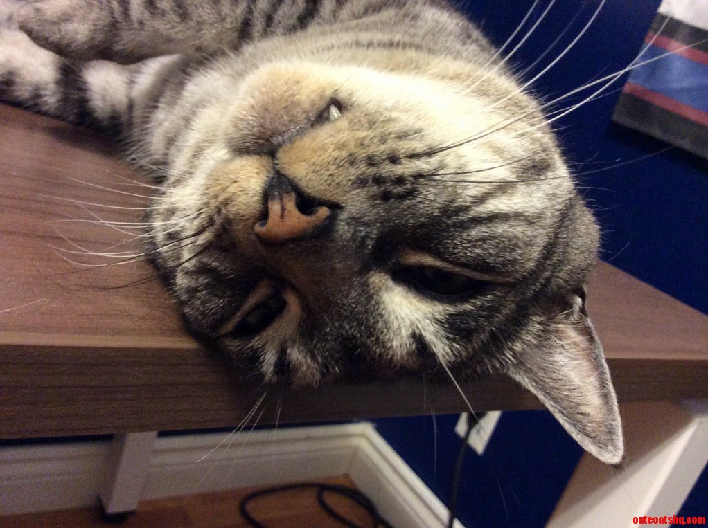 Ozzie Sleeping