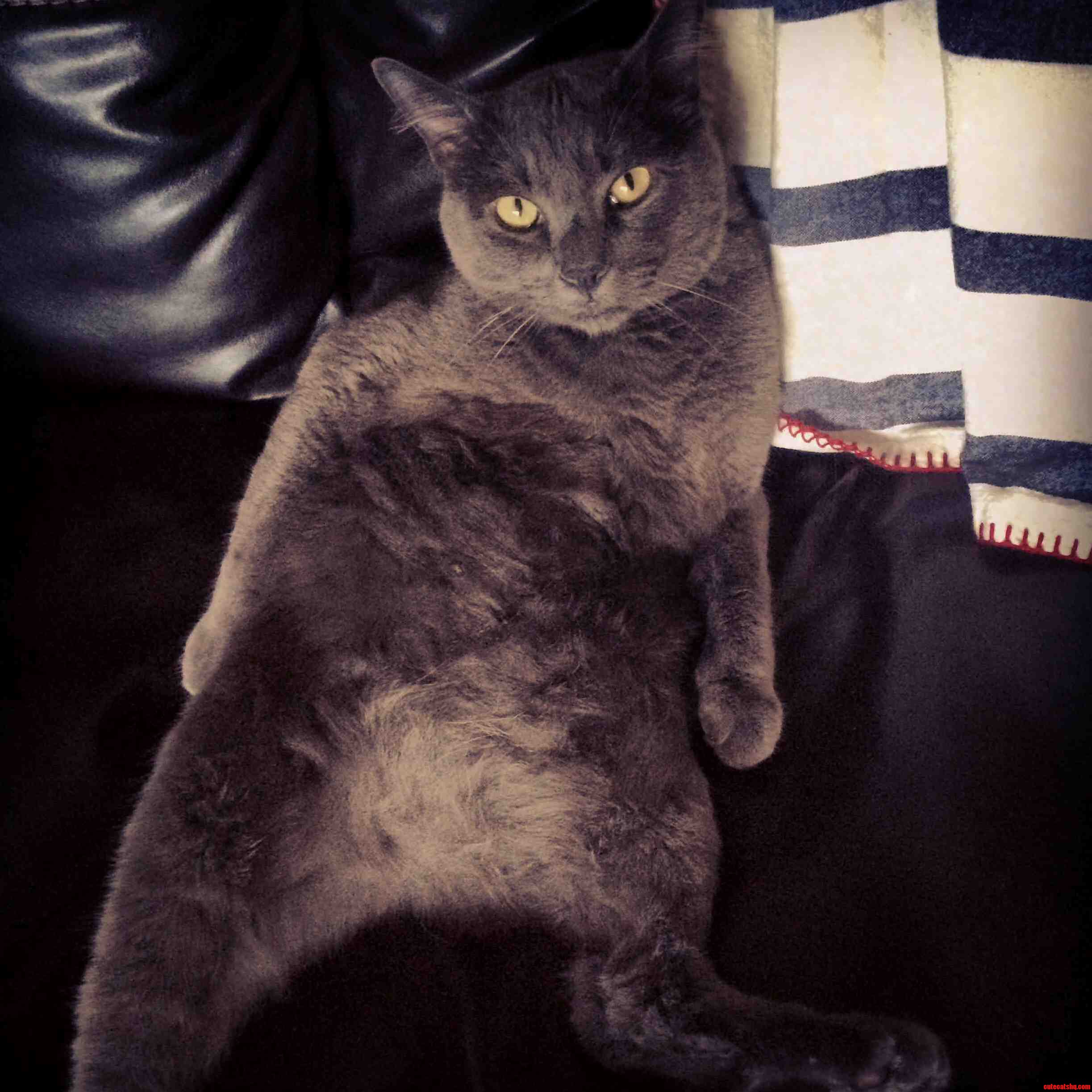 Paint Me Like One of Your French Kitties