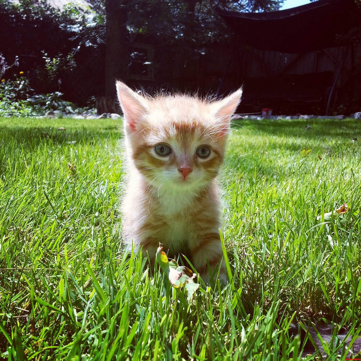 Pancakes in the Grass. One of the Earliest Pictures of My Paraplegic Kitty