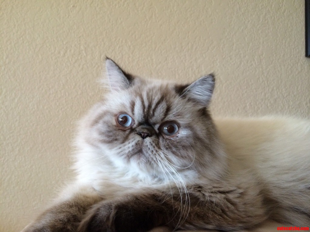 Passport Picture