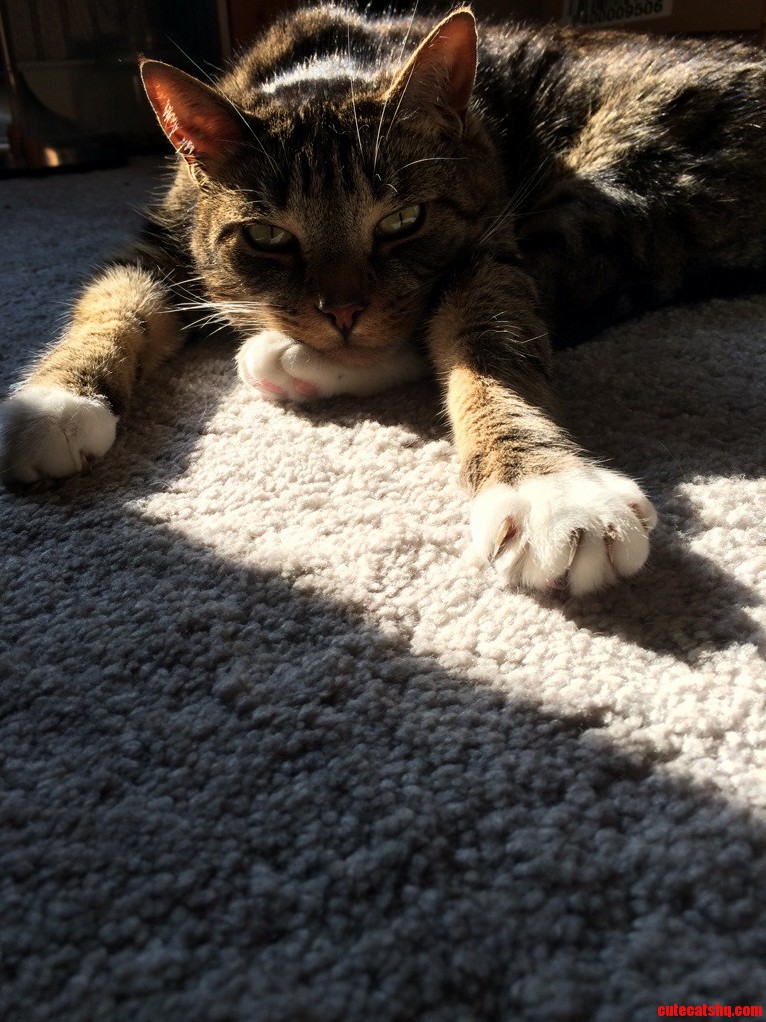 Paw Pillow