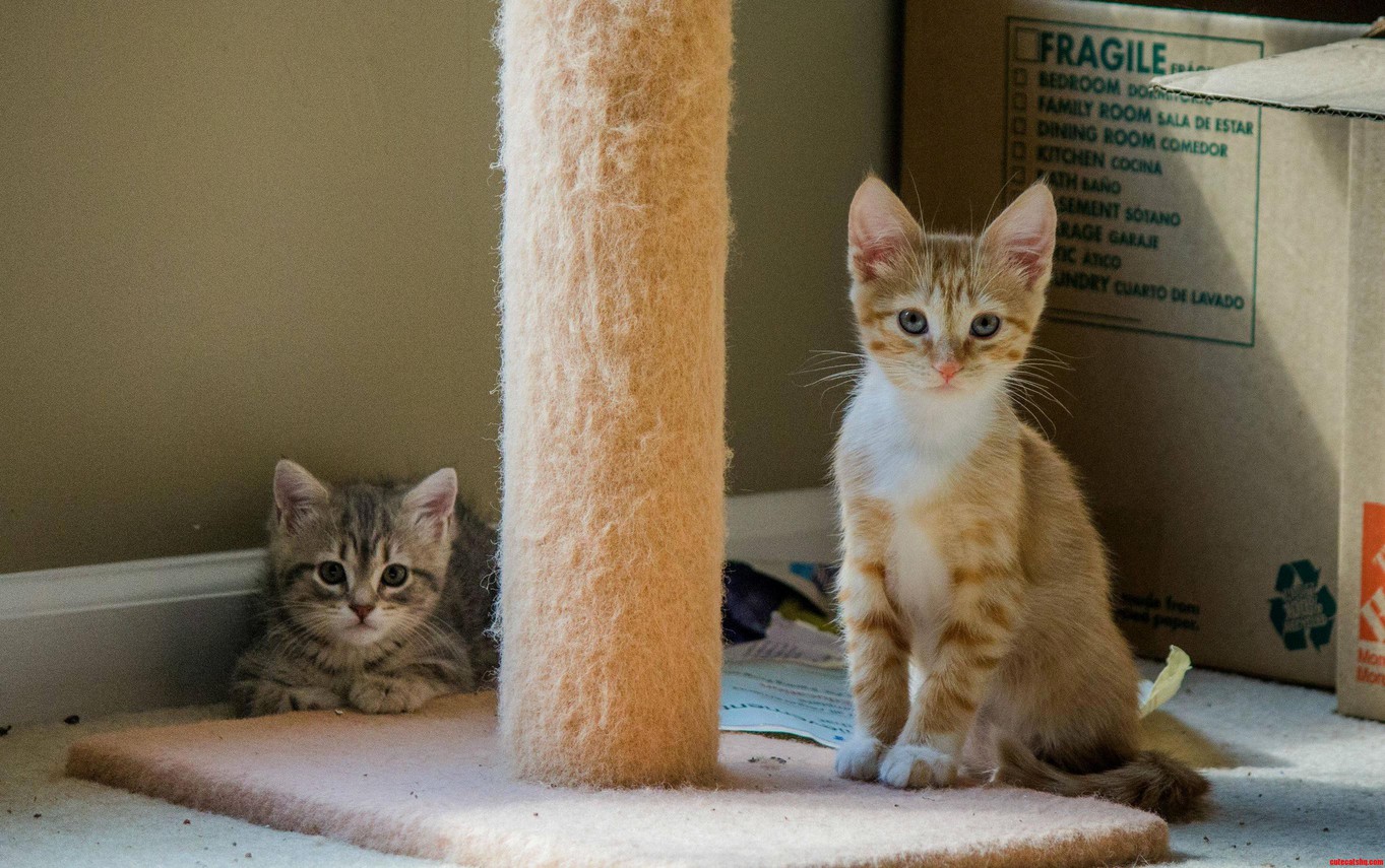 Pekoe and Darjeeling Are Getting So Big