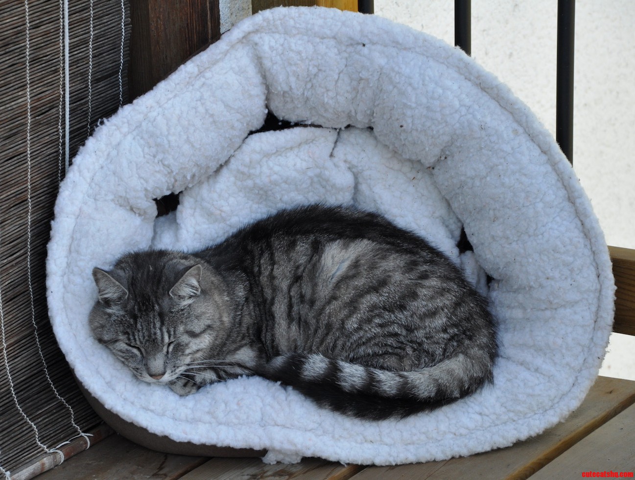 Perfect Spot for a Nap.