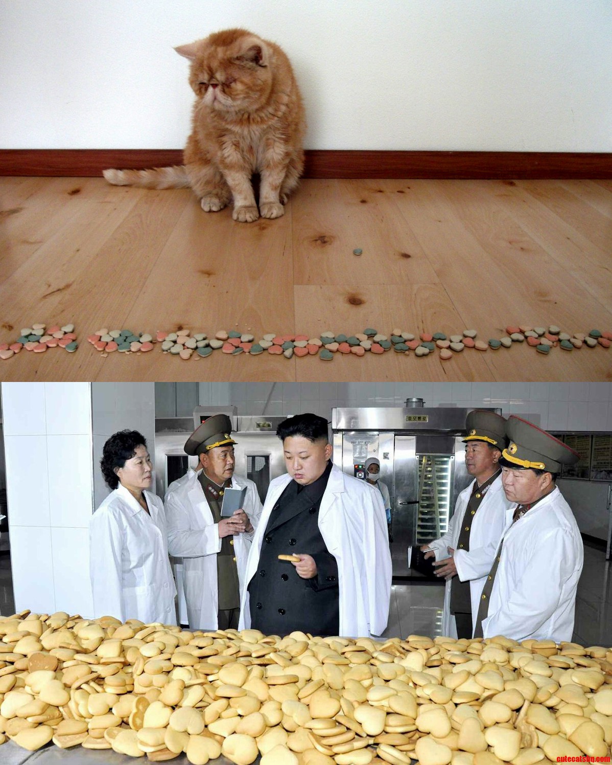 Periko Herpepurrr Is Confused by Heart-shaped Cat-candy. and Hes Not Alone.