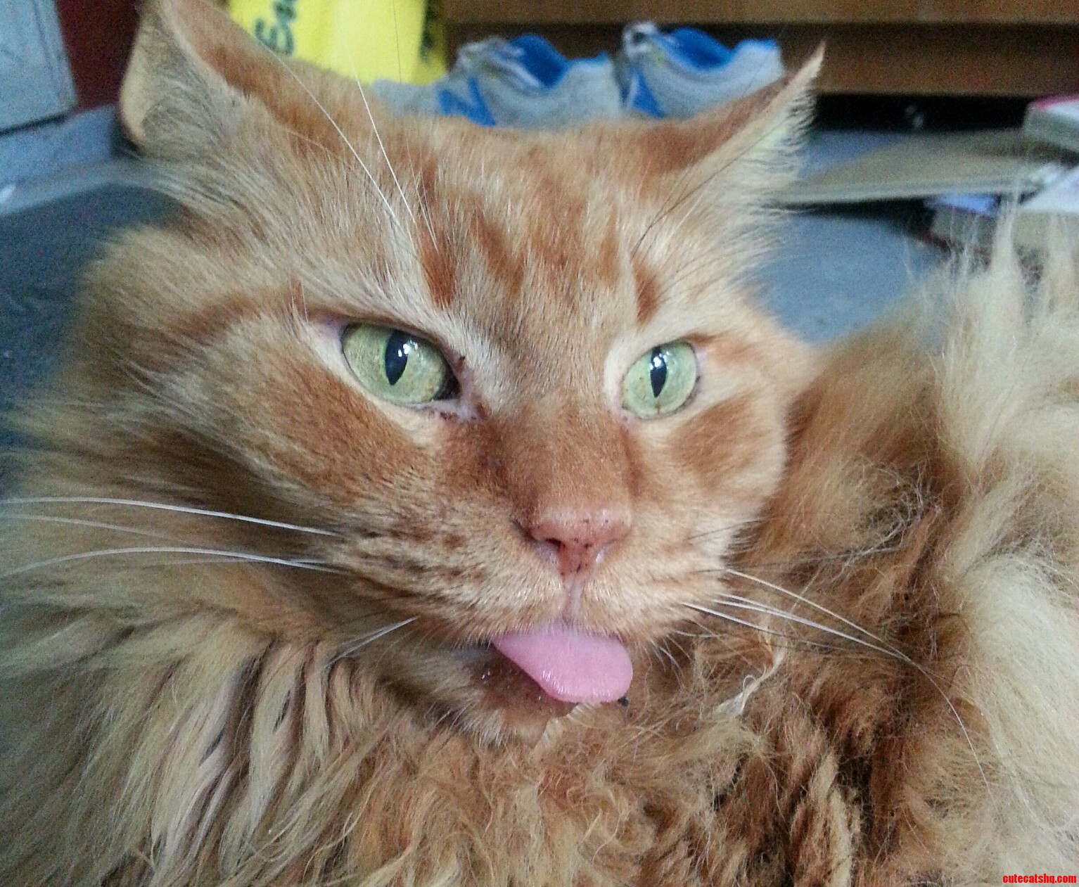 Perma Durpy. Purma Cute.