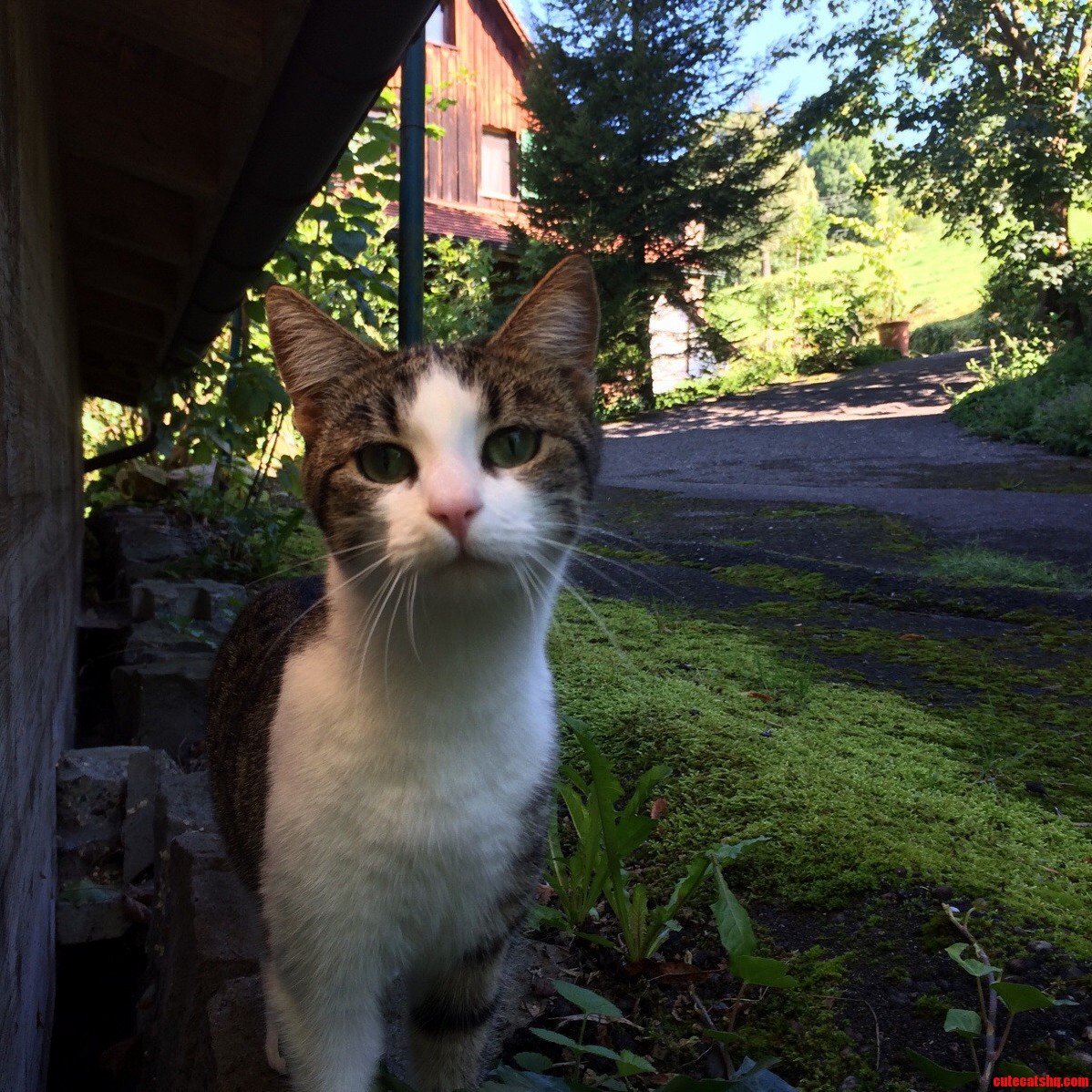 Photogenic Cat