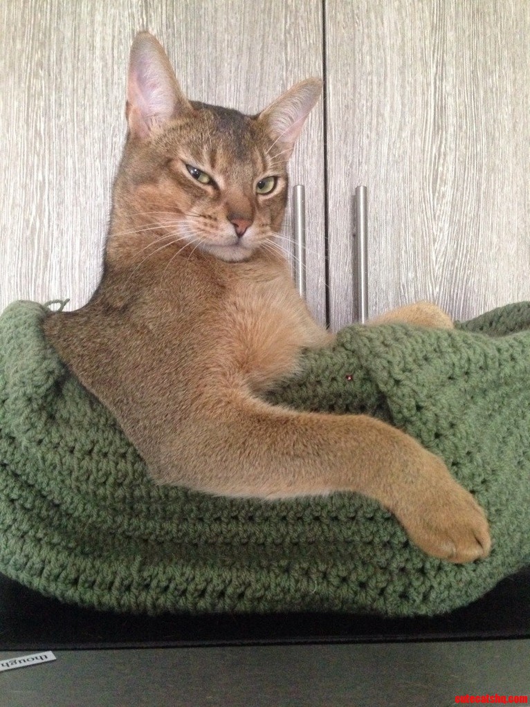 Photoshop Artemis Into Some Hilarious Situations. Aaaaand Go