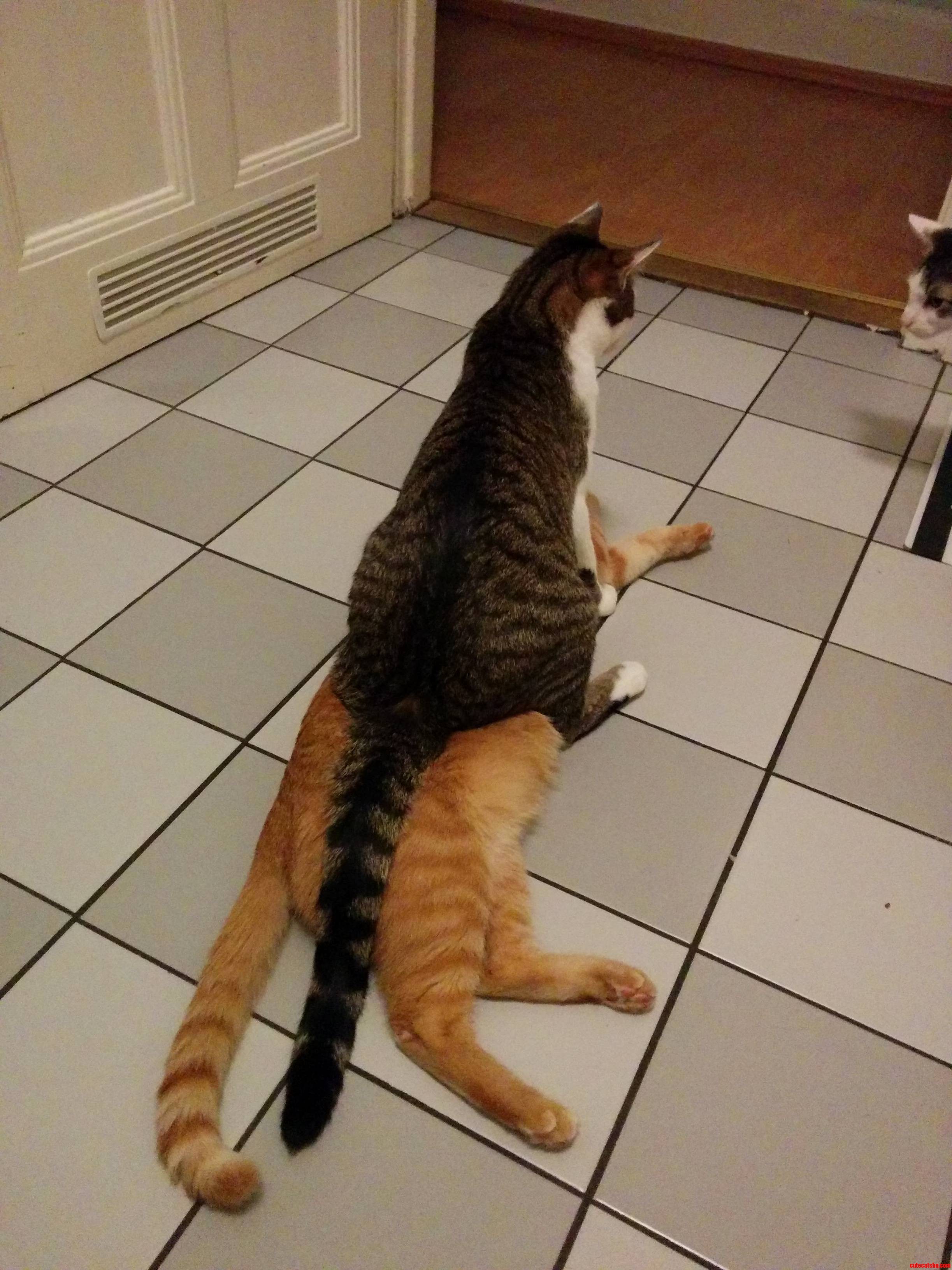 Piggybacker
