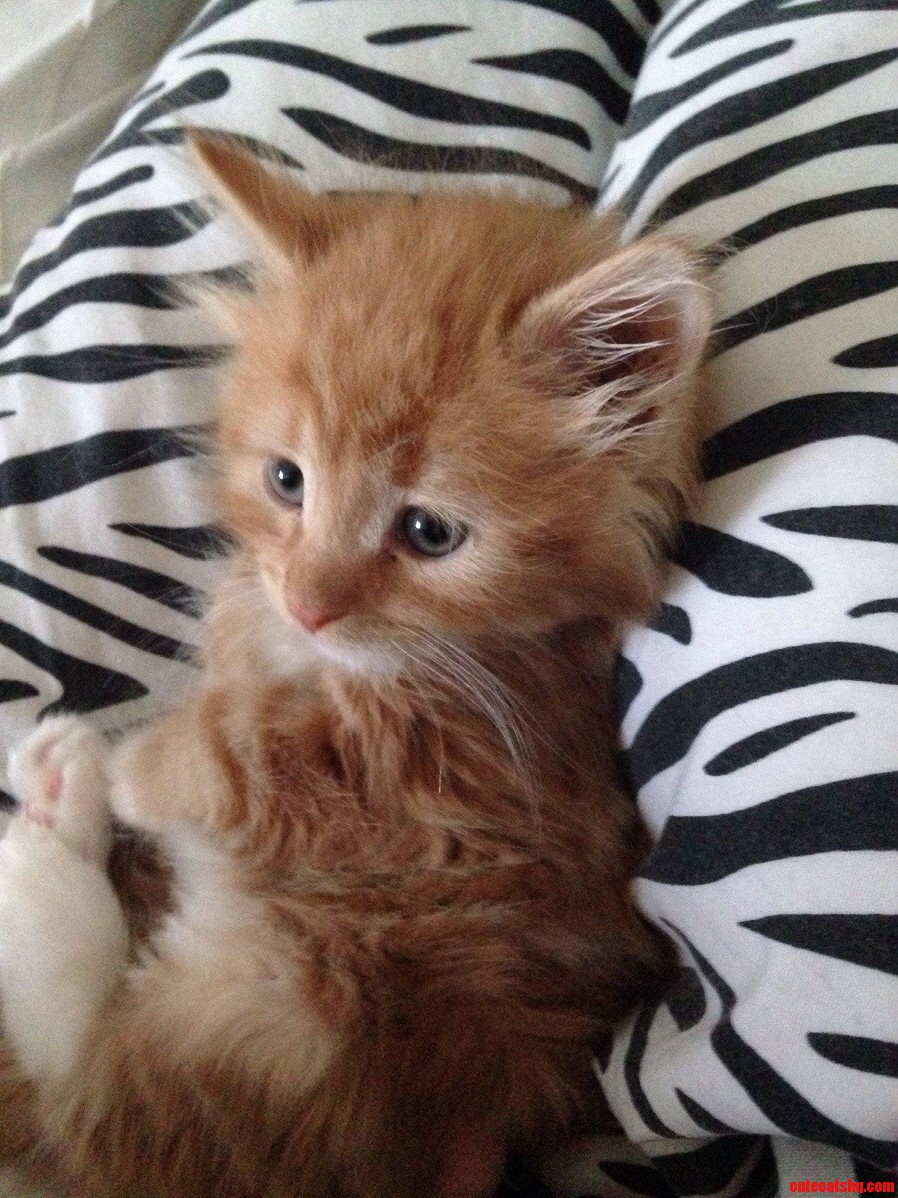 Pillow Hog