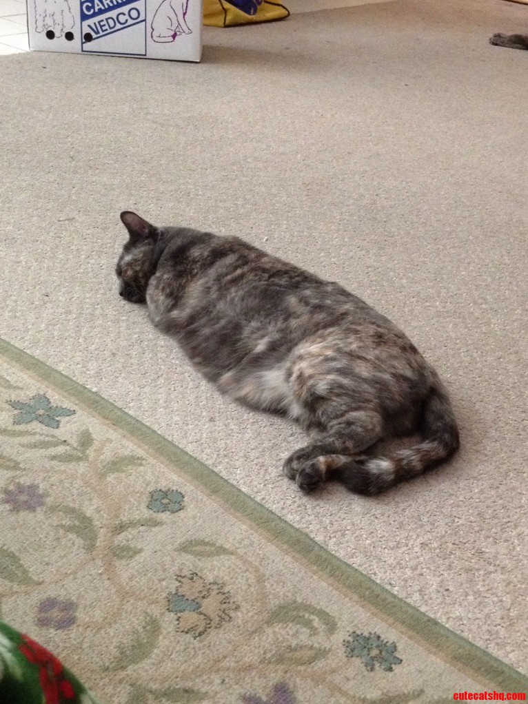 Piper Resembles a Burrito a Bit.