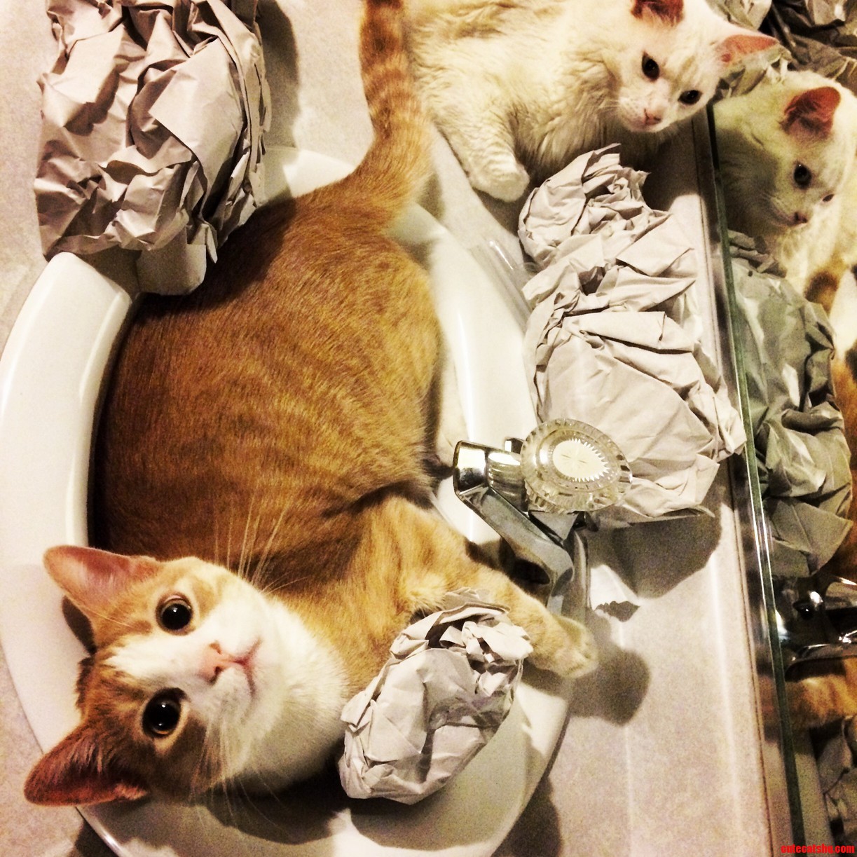 Pippin Also Loves Sinks