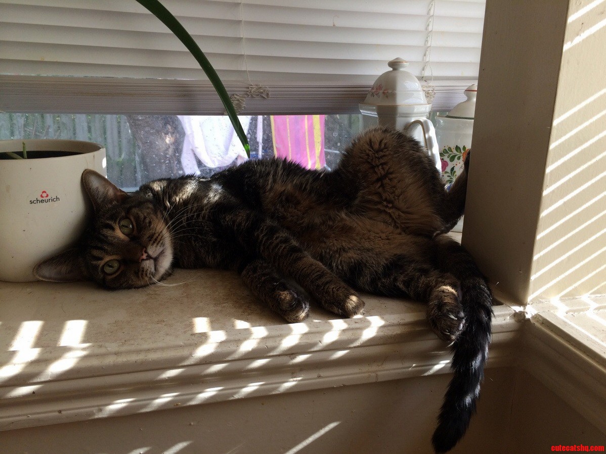 Playcat Playmate of the Year 2014.