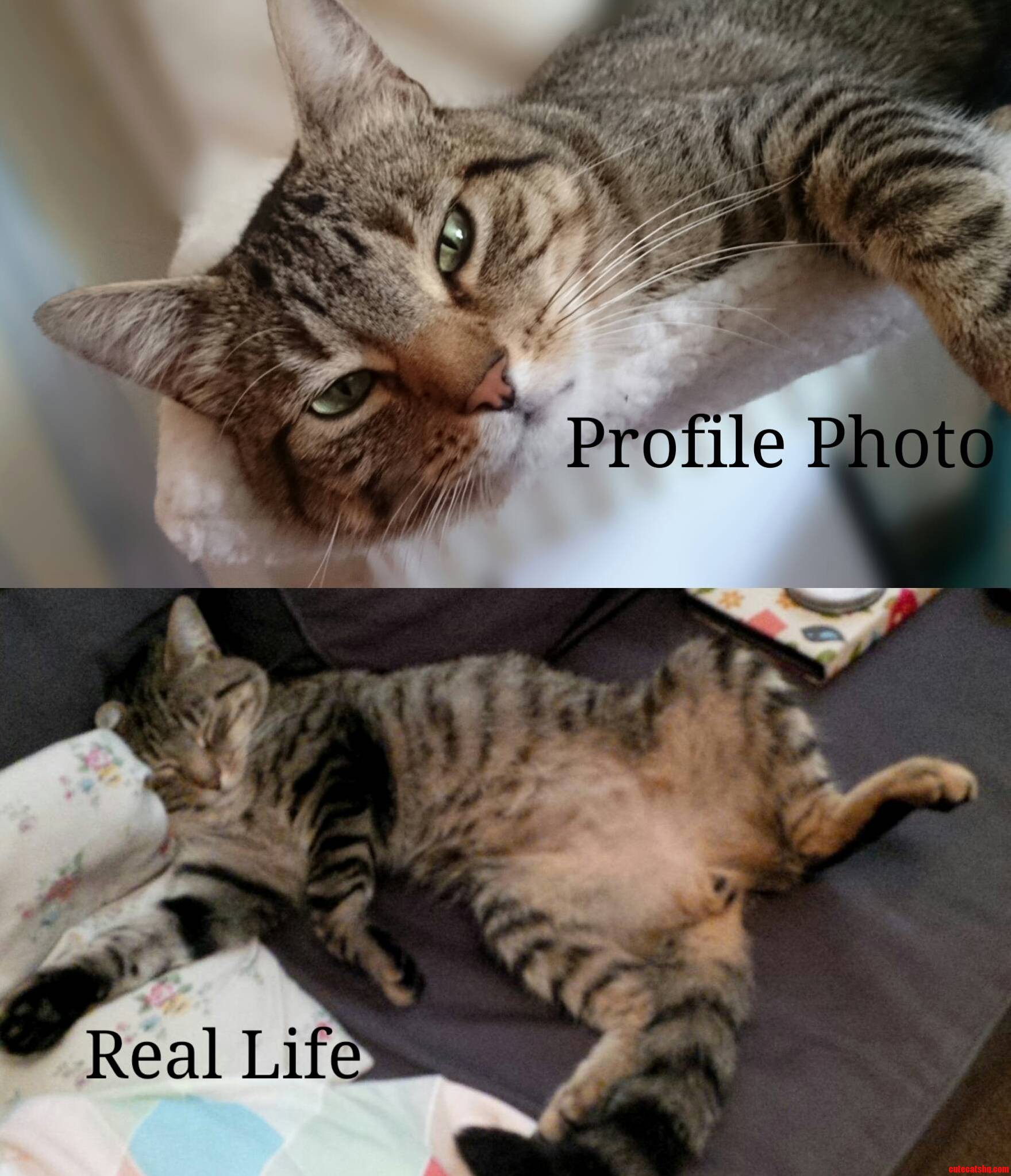Profile Vs Real Life