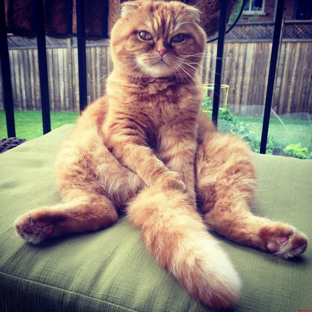 Pumpkin Enjoying His Time Outdoors
