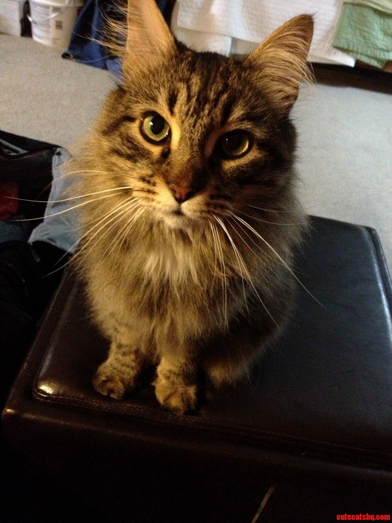 Pumpkin. He Ll Stare at You Till You Pet Him.