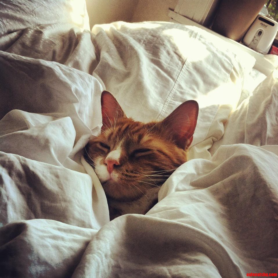 Pure Bliss