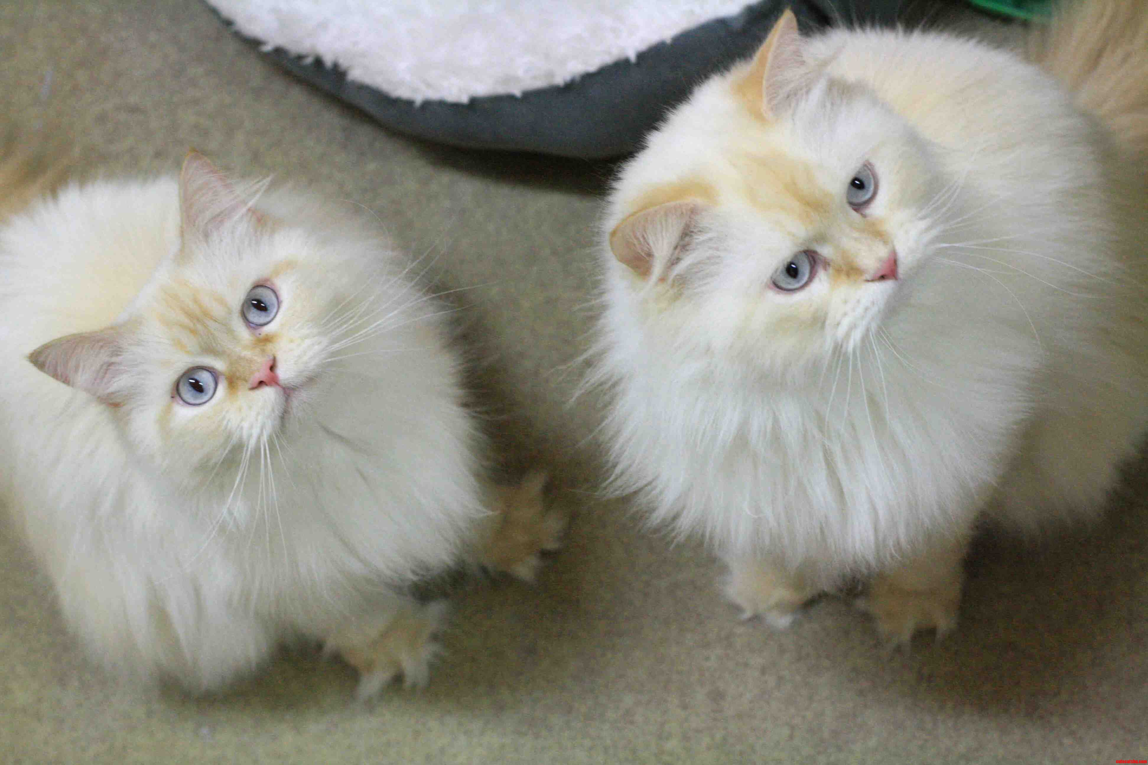 Purebred Himalayan Brothers That Were Abandoned and Later Wound Up at My Local Cat Rescue.