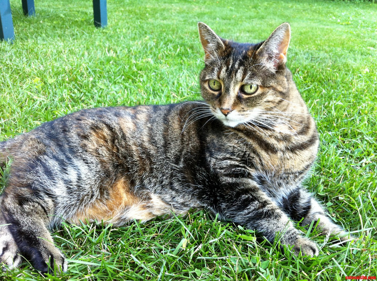 Queen of the Garden
