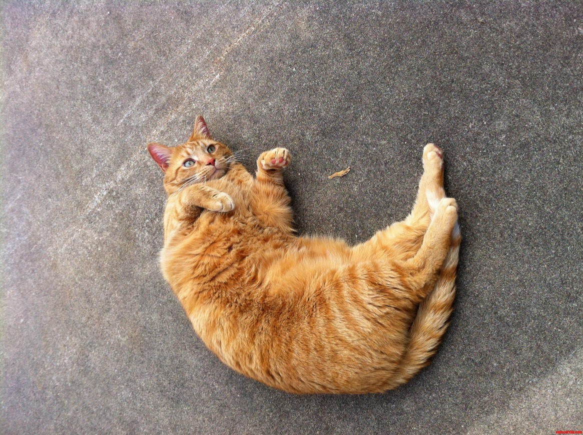 Rampage Giving Himself a Little Concrete Back Scratch.