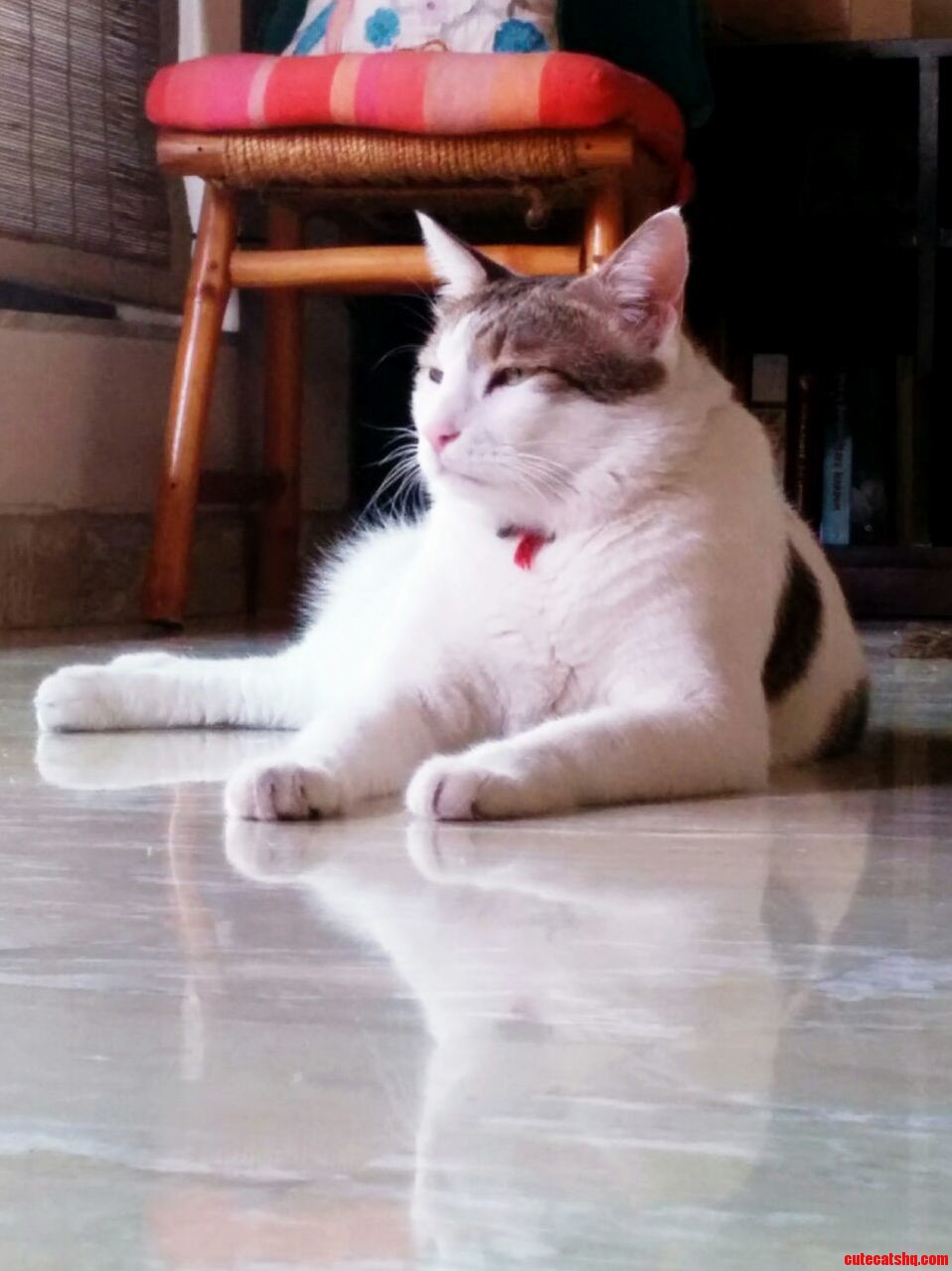 Regal Enough He Is an Ass Most Times