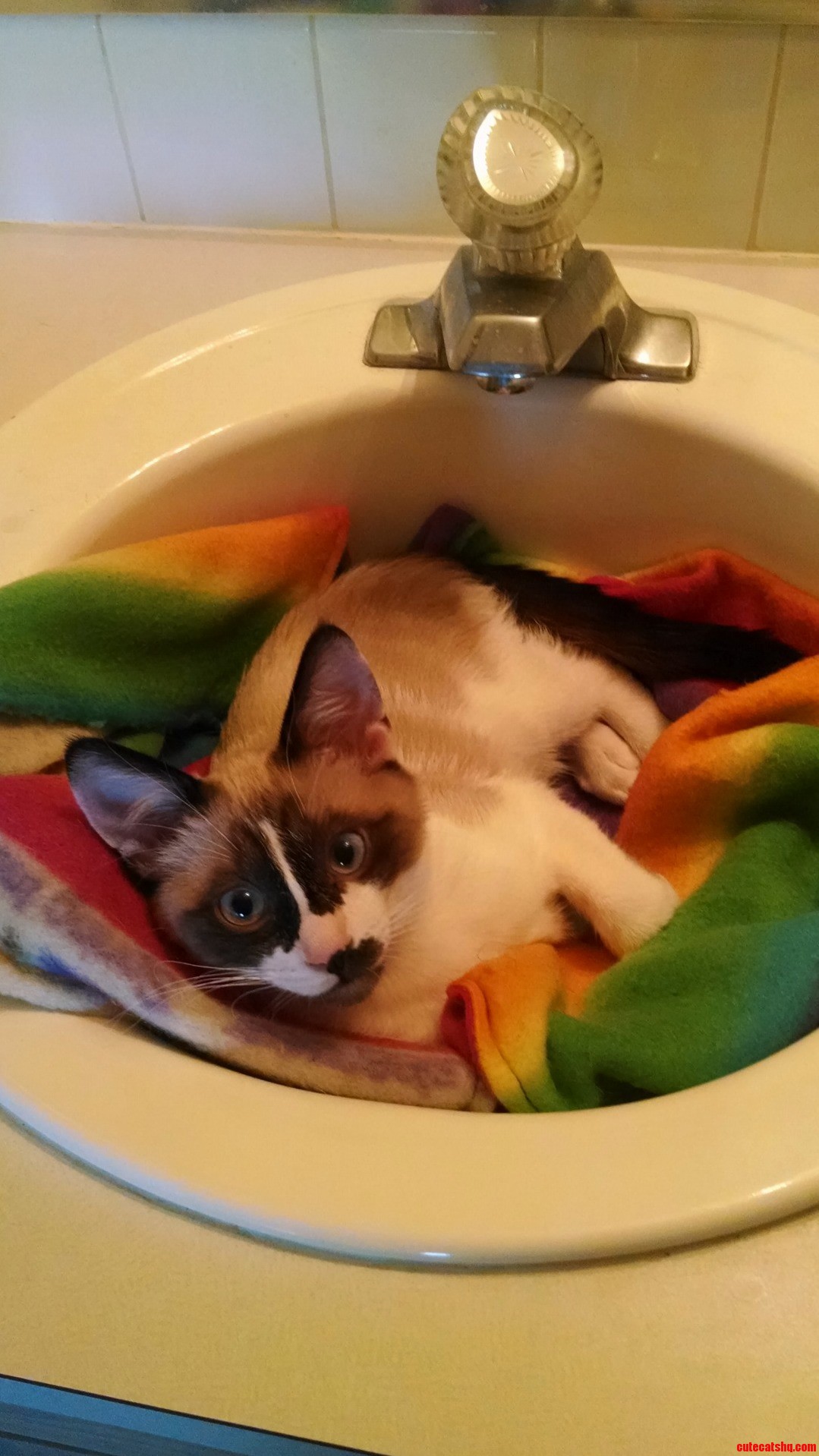 Renly in His Sink