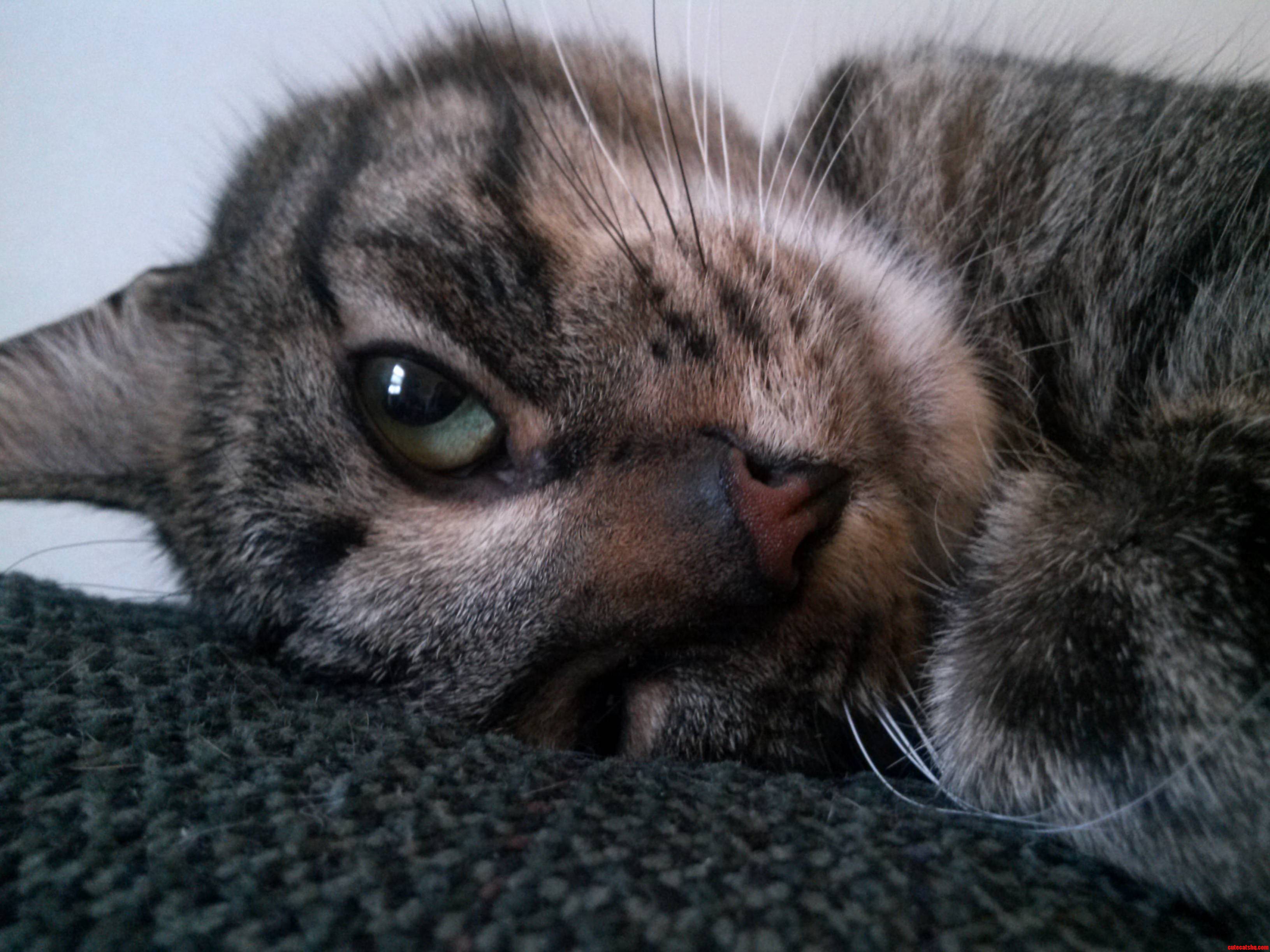 Rigby Being Ridiculously Photogenic