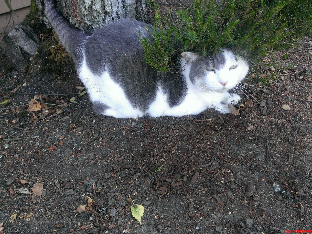 Rosie Doesnt Quite Fit Under the Bush...