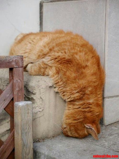 Rough Night