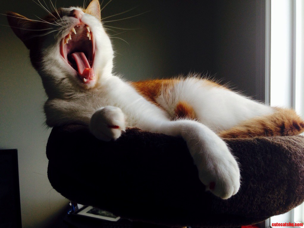 Rwaaaaar