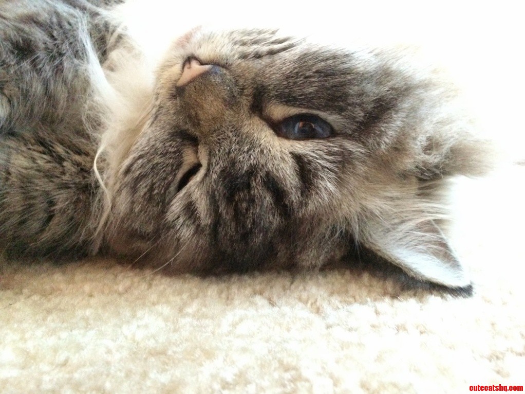 Sadly She Passed Away This Morning. This Is My Favourite Picture of Her.