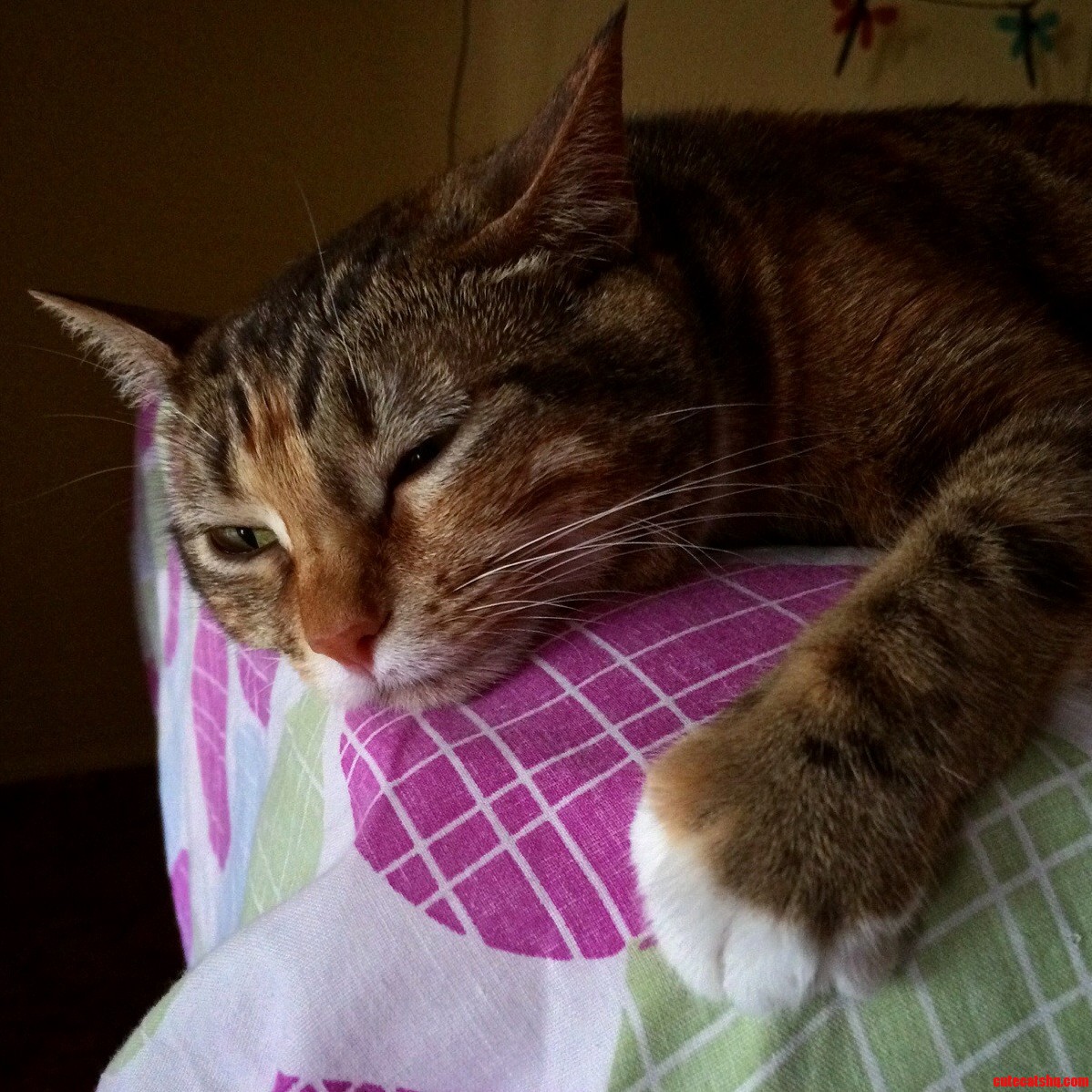 Sakura Hates Mondays As Much As Humans Do.