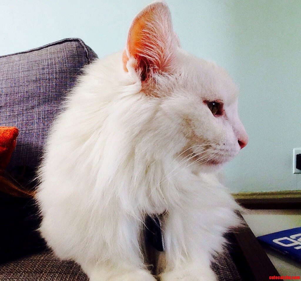 Sal Is a Certified Card Carrying Member of the Pretty Kitty Committee.