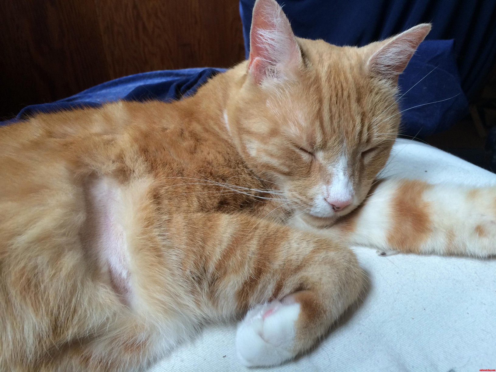 Sam Had to Get His Pits Shaved for an Ekg. He Doesnt Seem to Mind.