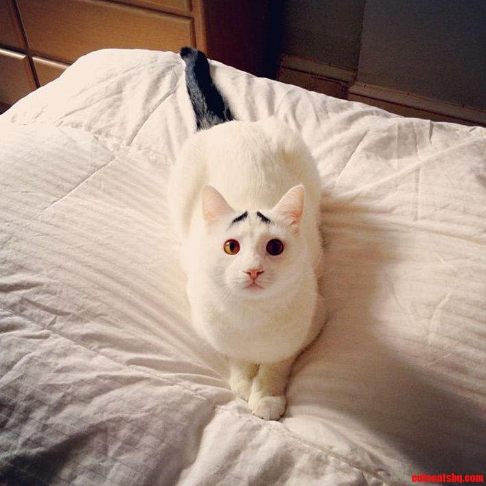 Sam the Cat with Eyebrows
