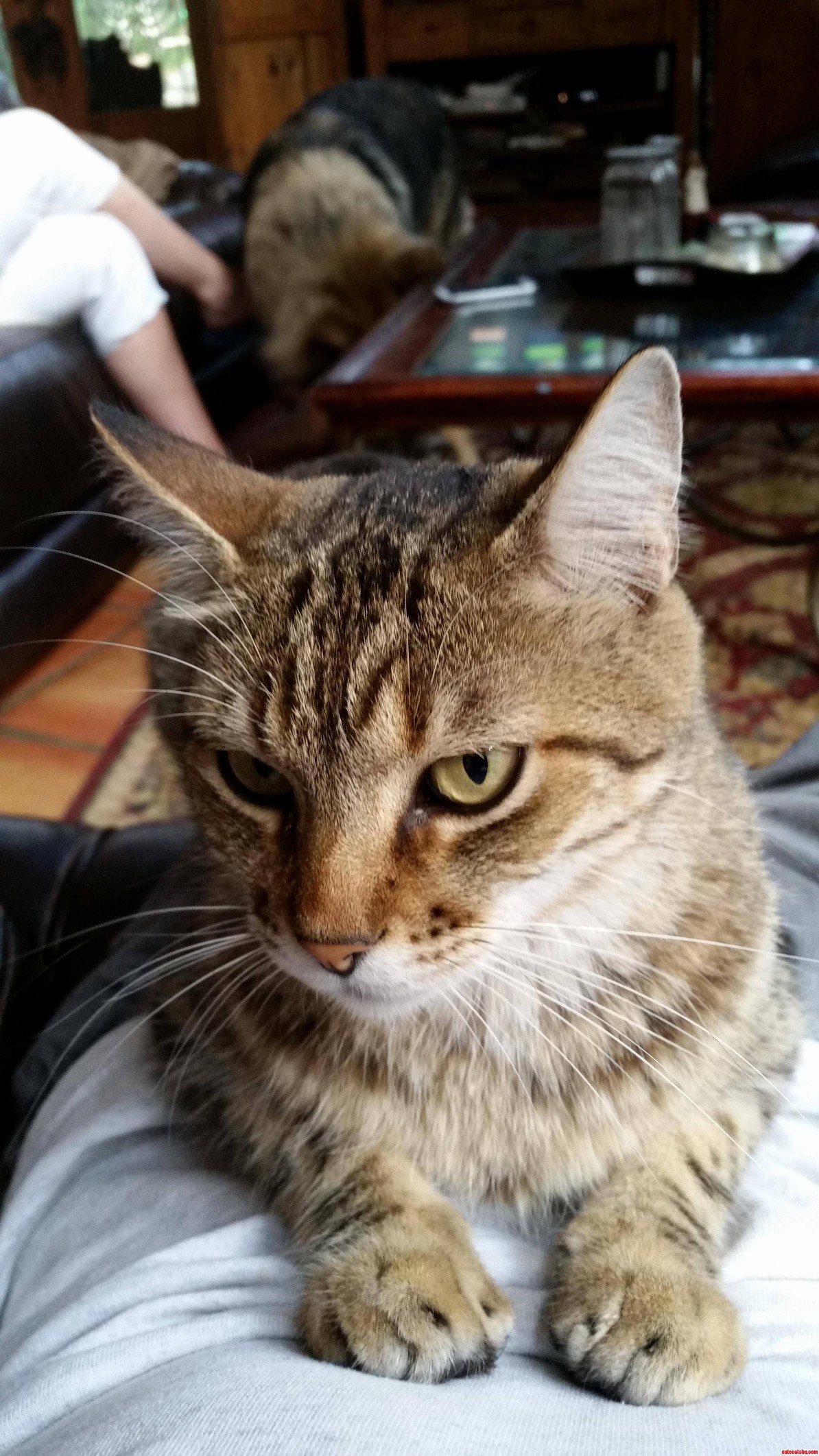Sampson Likes to Talk to Me About His Problems but Only from the Comfort of My Lap