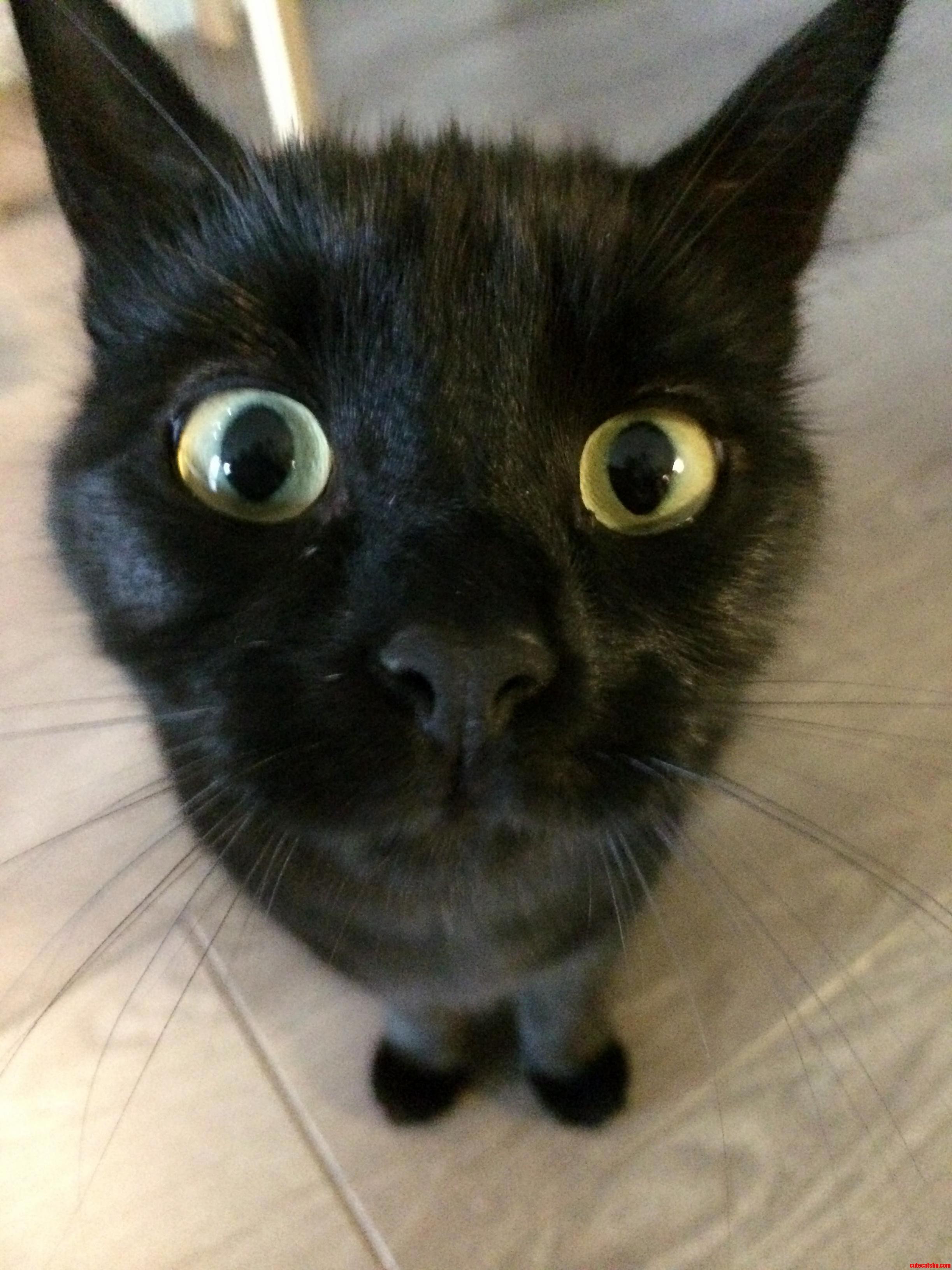Sandy Is a Curious Cat
