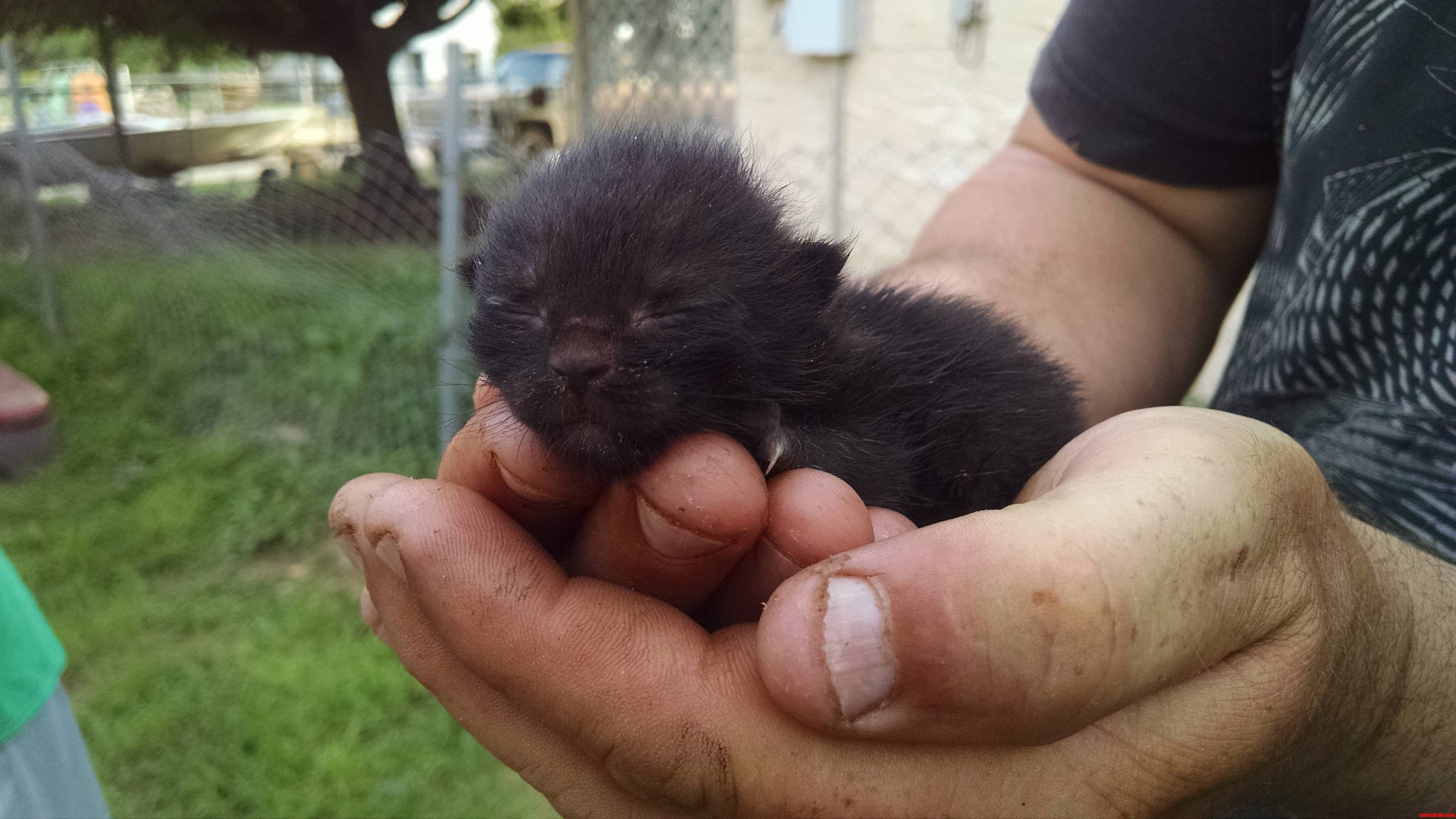 Saw My Dog with Something. Found This Cute Little Guy. Cant Find His Litter So Wanna Raise It. Ideas