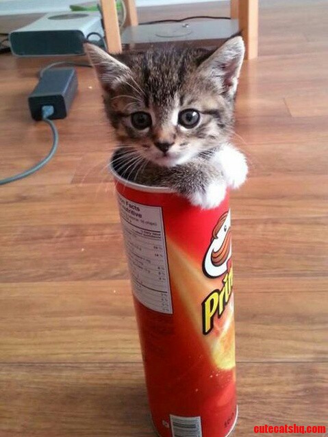 Saw This Cat on a Few Days Ago Can Anybody Tell Me the Breed